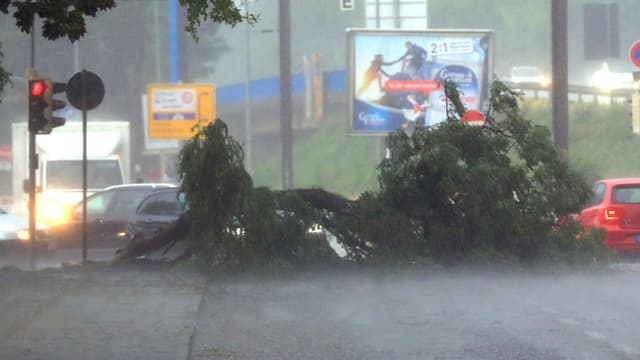 Umgekippte Bäume im Regen auf Strasse. Umgekippte Bäume im Regen auf Strasse.