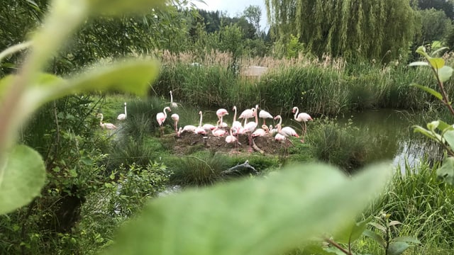 Flamingos im Grünen