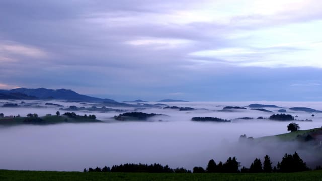 Nebel bei Borisried. Nebel bei Borisried.