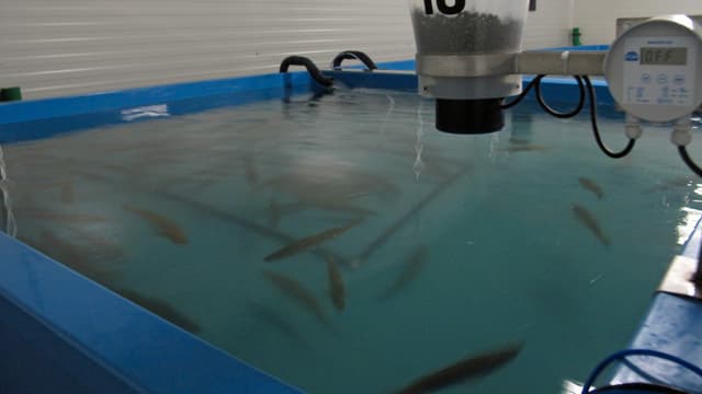 Fischbecken. Fischbecken.