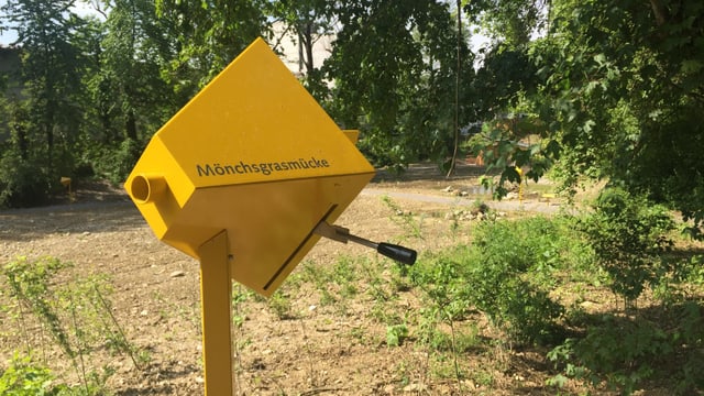 Guckloch Guckloch