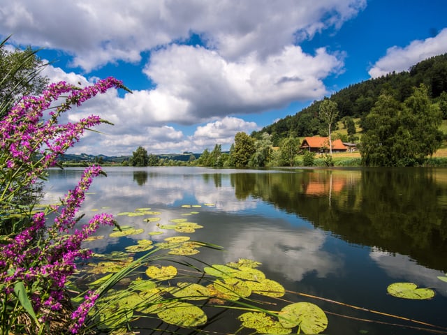 Blick auf einen See mit Seerosenblätter am Ufer.