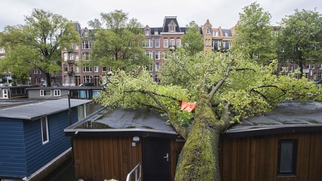 Umgestürzter Baum liegt auf zerstörtem Hausboot. Umgestürzter Baum liegt auf zerstörtem Hausboot.