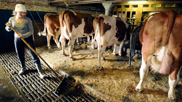 Eine Nachwuchsbäuerin verrichtet Stallarbeiten bei Kühen und Rindern, aufgenommen am 15. April 2009 im Emmental im Kanton Bern. Eine Nachwuchsbäuerin verrichtet Stallarbeiten bei Kühen und Rindern, aufgenommen am 15. April 2009 im Emmental im Kanton Bern.