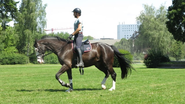 Mann reitet auf Pferd auf grüner Wiese, im Hintergrund Stadtgebäude. Mann reitet auf Pferd auf grüner Wiese, im Hintergrund Stadtgebäude.
