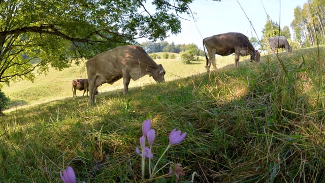 Auf dem Jura sind trotz Hitzesommer bereits die ersten Herbstzeitlosen zu sehen. Auf dem Jura sind trotz Hitzesommer bereits die ersten Herbstzeitlosen zu sehen.
