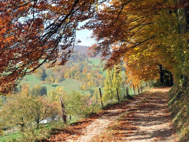 Ein Wanderweg, die farbigen Bäume dienen als Dach.