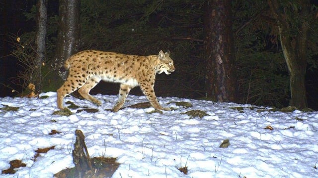 Ein Luchs in der nächtlichen Fotofalle. Ein Luchs in der nächtlichen Fotofalle.