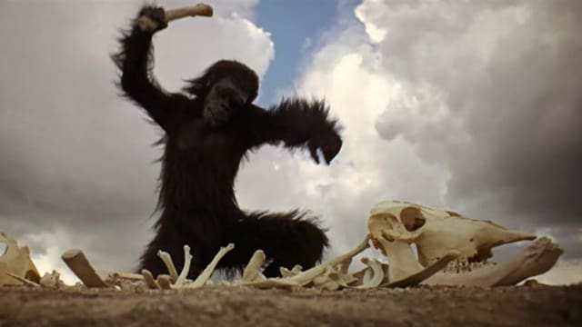 Filmszene aus «2001 – A Space Odyssey» mit einem Menschenaffen, der just die erste Waffe entdeckt. Filmszene aus «2001 – A Space Odyssey» mit einem Menschenaffen, der just die erste Waffe entdeckt.