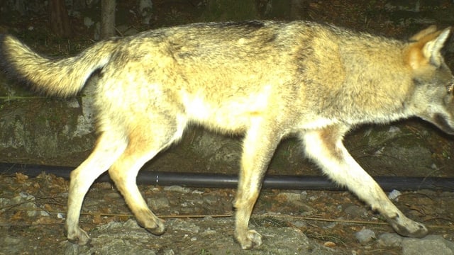 Ein Wolf, fotografiert durch eine Fotofalle. Ein Wolf, fotografiert durch eine Fotofalle.