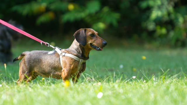 Hund mit Leine auf einer Wiese Hund mit Leine auf einer Wiese