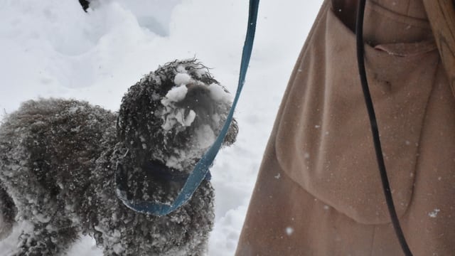Hund Hund