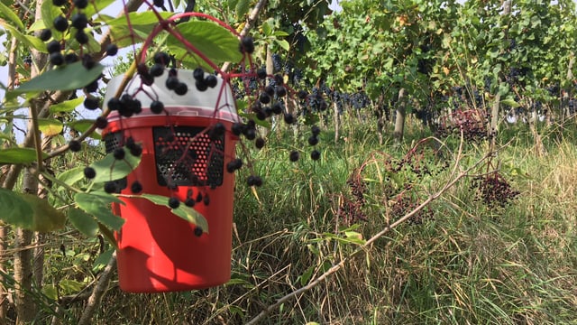 kleines rotes Gefäss hängt an einem Strauch kleines rotes Gefäss hängt an einem Strauch