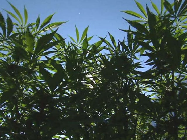 Plantas da chonv Plantas da chonv
