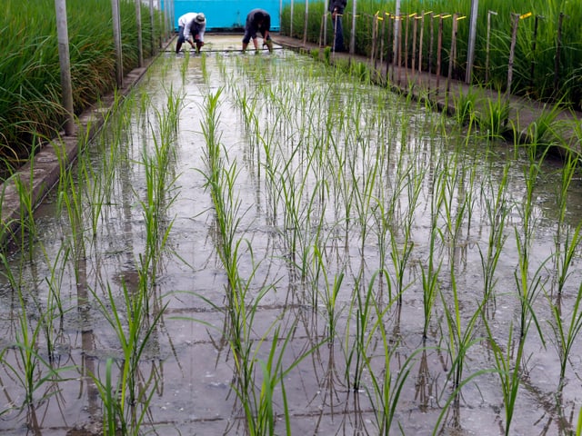 Setzlinge von Golden-Rice-Pflanzen am Reisforschungs-Institut in Los Banos auf den Philippinen. Setzlinge von Golden-Rice-Pflanzen am Reisforschungs-Institut in Los Banos auf den Philippinen.