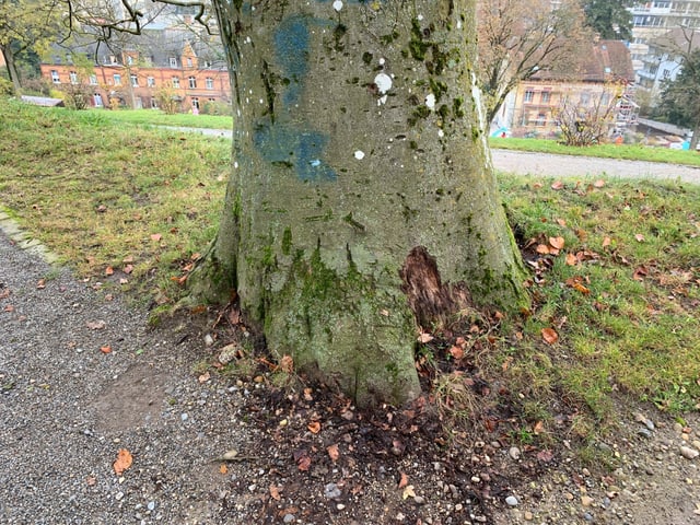 Baumstamm Baumstamm
