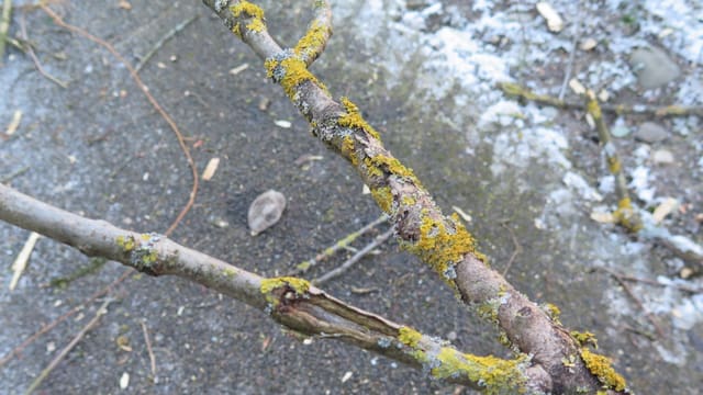 Zweig eines Baumes mit Wucherungen. Zweig eines Baumes mit Wucherungen.