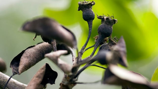 Ein von Feuerbrand befallener Apfelbaum. Ein von Feuerbrand befallener Apfelbaum.
