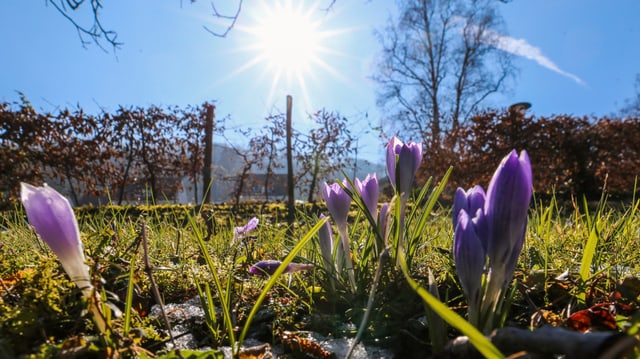 Krokusse an der Frühlingssonne Krokusse an der Frühlingssonne