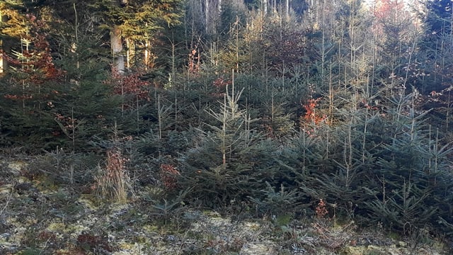 Rottannen im Wald Rottannen im Wald