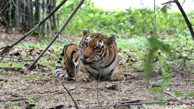 Ein Tiger kauert auf der Erde und kaut an einem Zweig, Bäume und Blätter rundherum.