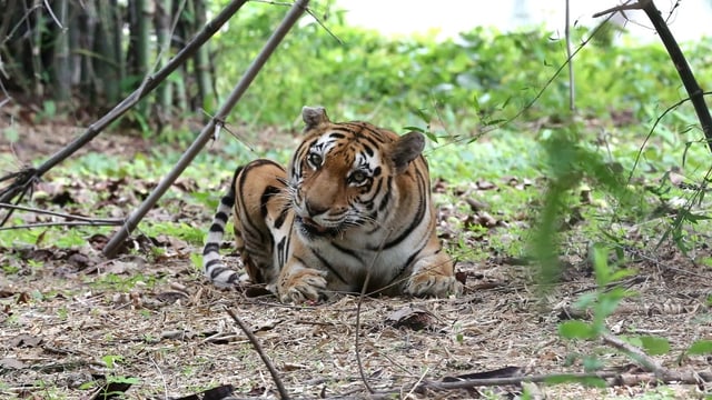 Ein Tiger kauert auf der Erde und kaut an einem Zweig, Bäume und Blätter rundherum. Ein Tiger kauert auf der Erde und kaut an einem Zweig, Bäume und Blätter rundherum.