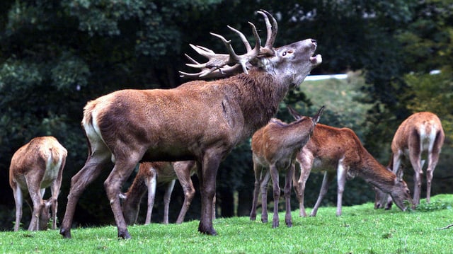 Grosser, brauner Hirsch mit Geweih, welches am röhren ist. Grosser, brauner Hirsch mit Geweih, welches am röhren ist.