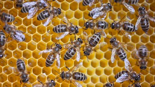 Bienen in der Wabe. Bienen in der Wabe.