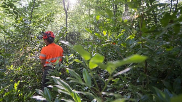 Kirschlorbeer wird aus dem Wald entfernt Kirschlorbeer wird aus dem Wald entfernt