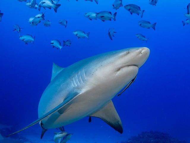 Hai von unten mit Fischen Hai von unten mit Fischen