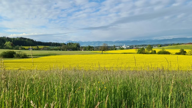 Blick auf ein Rapsfeld, darüber teilweise blauer Himmel. Blick auf ein Rapsfeld, darüber teilweise blauer Himmel.