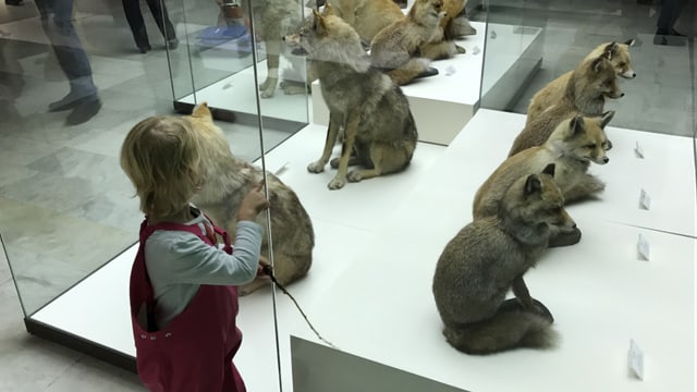 Auf drei Etagen bietet das 1907 eröffnete Darwin-Museum den Besuchern auf unterhaltsame Weise Wissenswertes zur Entstehung und Entwicklung des Lebens. Auf drei Etagen bietet das 1907 eröffnete Darwin-Museum den Besuchern auf unterhaltsame Weise Wissenswertes zur Entstehung und Entwicklung des Lebens.