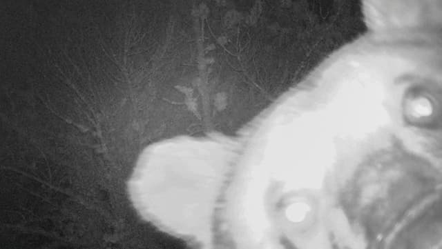 Bär in Fotofalle Bär in Fotofalle