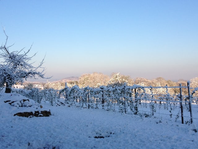 Verschneite Obstbäume