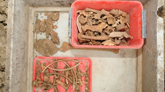 Kleine Knochen und Knochenteile in roten Schalen sortiert. Kleine Knochen und Knochenteile in roten Schalen sortiert.