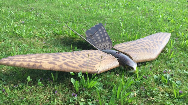 Vogel-Drohne am Boden. Vogel-Drohne am Boden.
