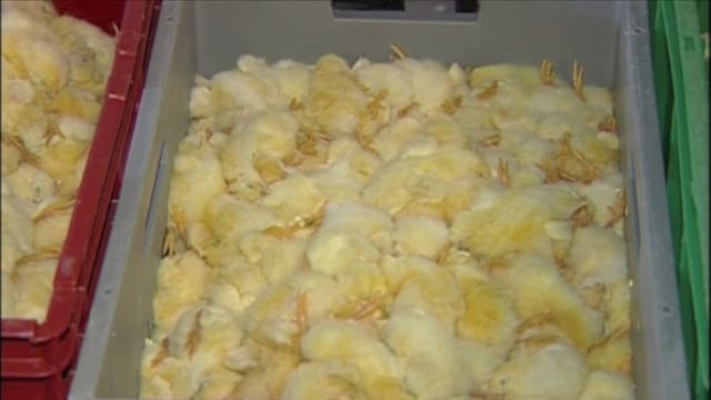 Sind für die Produktion wertlos und werden getötet: männliche Kücken Sind für die Produktion wertlos und werden getötet: männliche Kücken
