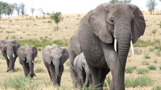 Eine Elefantenherde im Steppengebiet. Im Vordergrund ein grosser Elefant, vier kleinere laufen hinter her. Eine Elefantenherde im Steppengebiet. Im Vordergrund ein grosser Elefant, vier kleinere laufen hinter her.