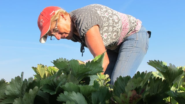 Olga Kuster packt bei der Erdbeer-Ernte mit an (18.06.2014)