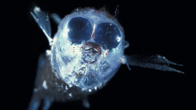Heller Fisch mit riesigen Augen vor schwarzem Hintergrund Heller Fisch mit riesigen Augen vor schwarzem Hintergrund