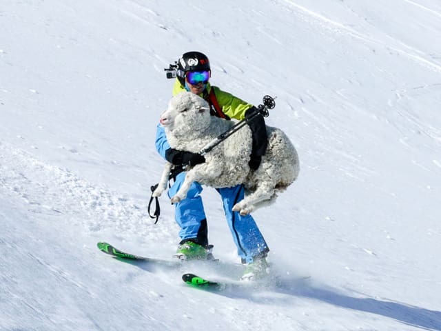 Skifahrer und Schaf