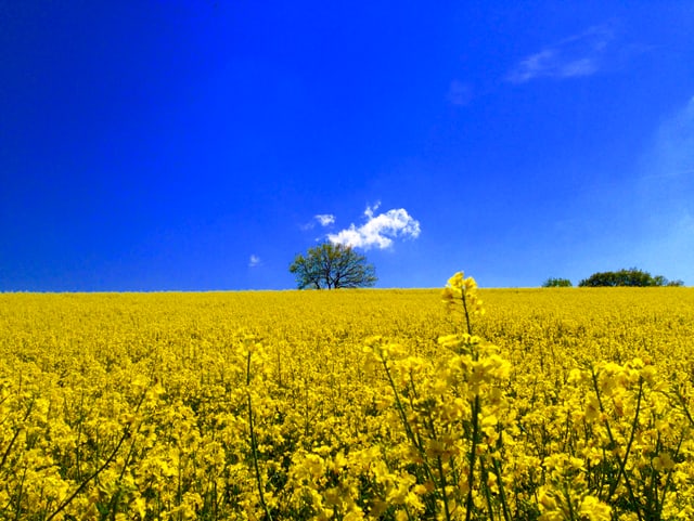 Rapsfeld mit blauen Himmel als Hintergrund.