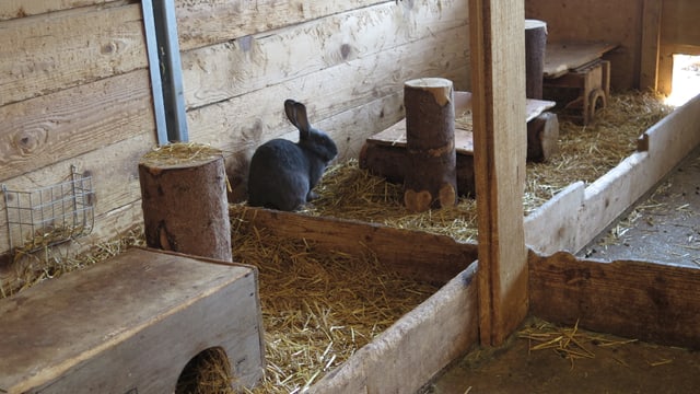 Hase im Stroh Hase im Stroh