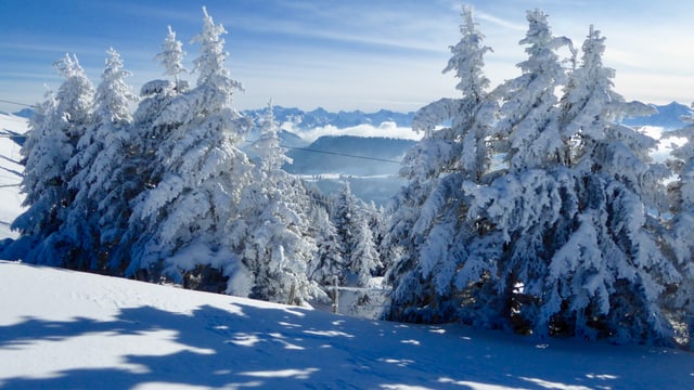 Winterlich verschneite Tannen auf der Rigi. Winterlich verschneite Tannen auf der Rigi.