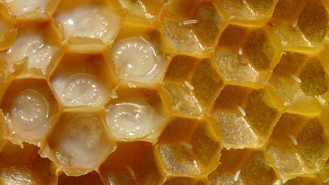 Einstein Online Bienenlarven Essen Statt Wegwerfen Einstein Srf