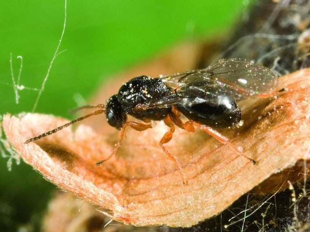 Ameisenartige Fliege auf einem Blatt.