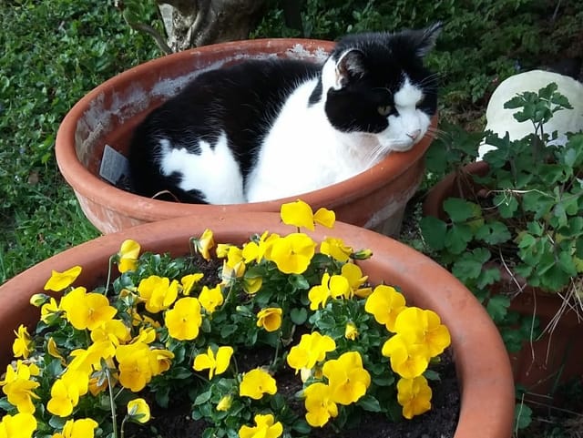 Katze liegt in Blumentopf und kontrolliert das Geschehen um sie herum.