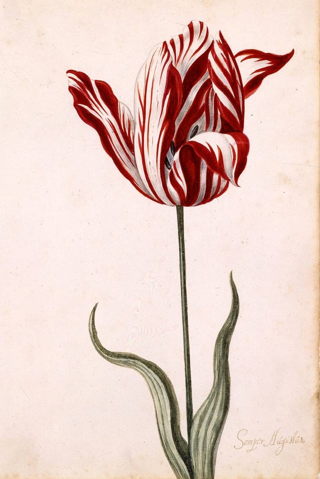 Ein Gemälde einer Tulpe auf neutralem Hintergrund Ein Gemälde einer Tulpe auf neutralem Hintergrund
