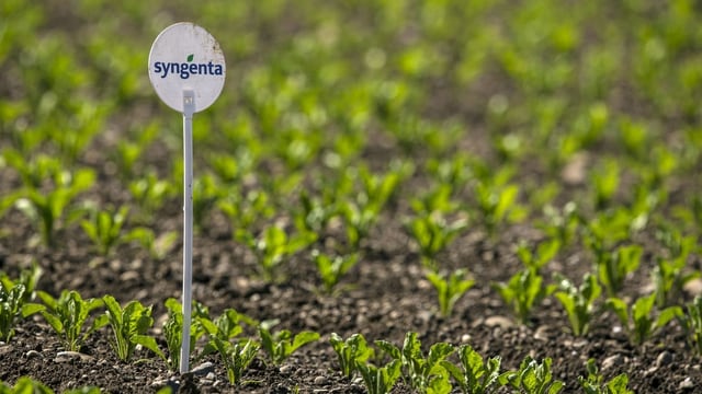 Ein Acker mit jungen Pflanzen. Ein Schild mit der Aufschrift "Syngenta" ist zu sehen. Ein Acker mit jungen Pflanzen. Ein Schild mit der Aufschrift "Syngenta" ist zu sehen.