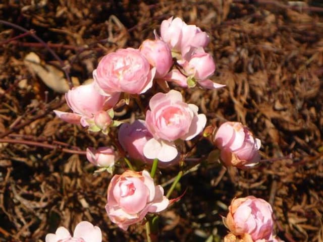 Eine Art Rose?